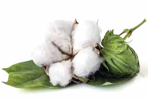 Cotton Prices Reach Two-Year High